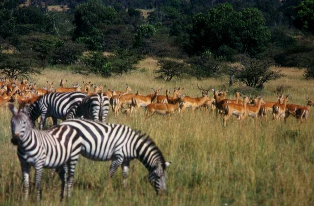 masai_mara_zebra_1.jpg