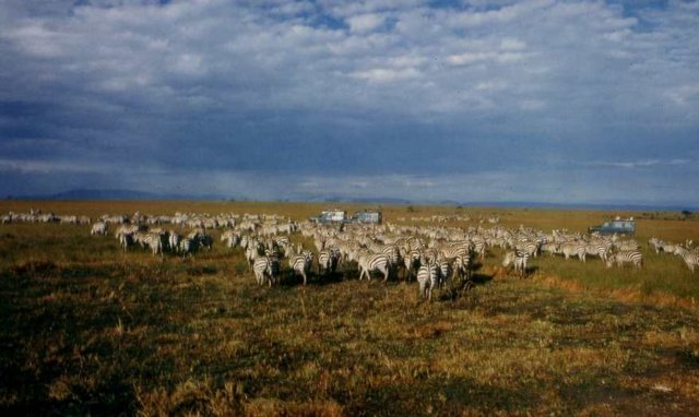 masai_mara_zebra_2.jpg