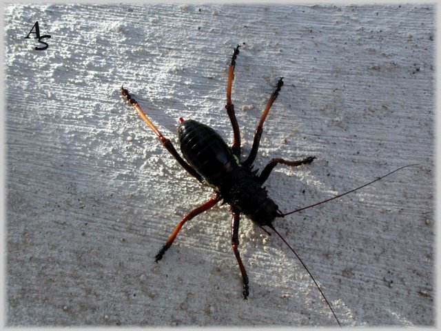 dscn4560-a.jpg