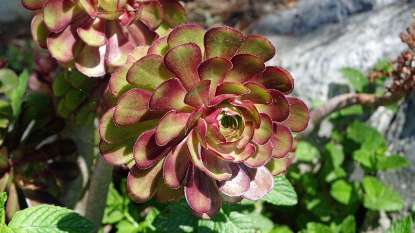 dsc00713-a.jpg