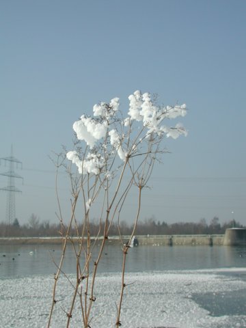 Winter 2005-06 an der Staustufe