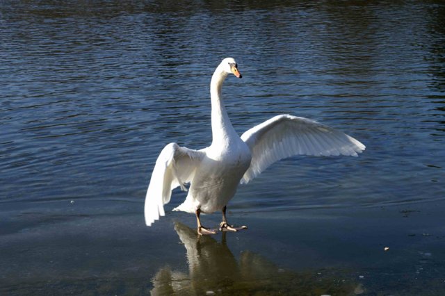 ...mein lieber Schwan...