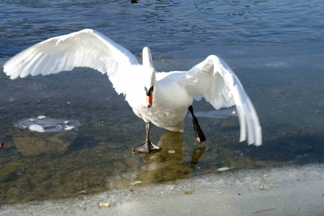 ...wenn es dem Esel "= Schwan" zu wohl ist, geht er auf's Eis...