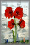 Amaryllis