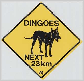 dingo.jpg